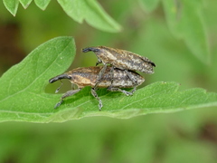 Lixus scrobicollis