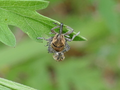 Lixus scrobicollis