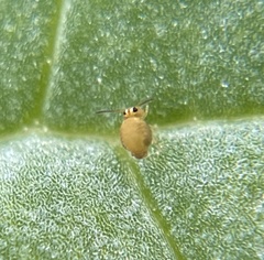 Sminthurinus henshawi