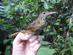 Ancistrops strigilatus