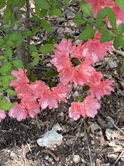 Rhododendron