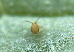 Sminthurinus henshawi