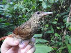 Ancistrops strigilatus