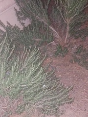 Conradina brevifolia