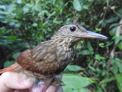 Ancistrops strigilatus