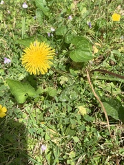 Taraxacum
