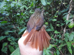 Ancistrops strigilatus