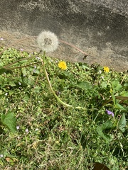 Taraxacum