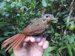 Ancistrops strigilatus