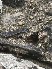 Acariformes