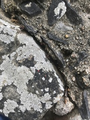 Acariformes