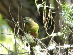 Pyrrhura frontalis