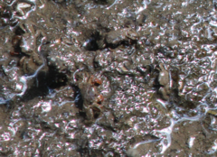 Camptandriidae