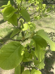Magnolia