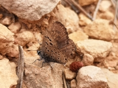 Pseudophilotes panoptes