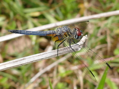 Pachydiplax longipennis image
