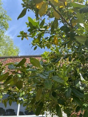 Ilex cornuta