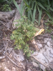 Physalis campechiana