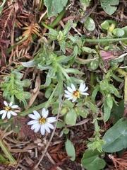 Noticastrum marginatum