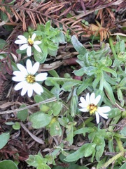 Noticastrum marginatum