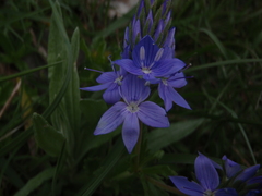 Broadleaf Speedwell (Veronica austriaca)