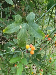 Corallocarpus bainesii