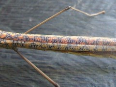 Marmessoidea vinosa