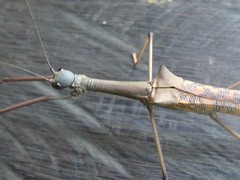 Marmessoidea vinosa