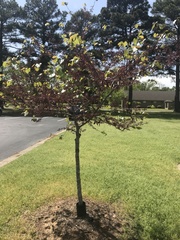 Tracheophyta