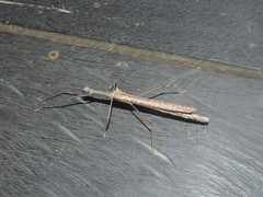 Marmessoidea vinosa