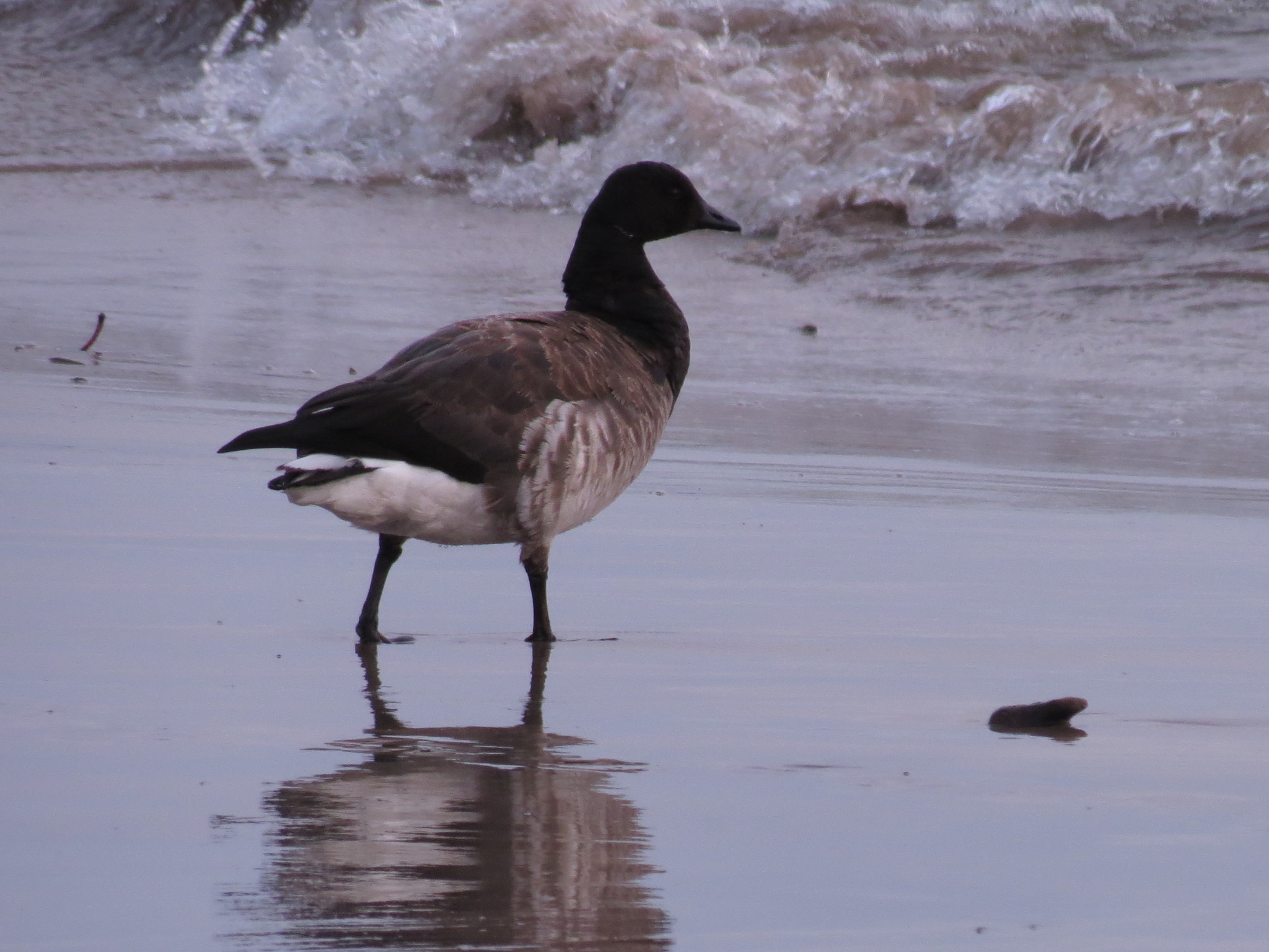 Brant Goose