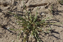 Plagiobothrys stipitatus micranthus