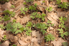 Aegopodium podagraria