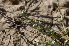 Plagiobothrys stipitatus micranthus