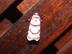 Cyana perornata