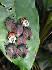 Brachystethus tricolor