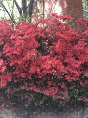 Rhododendron