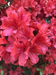 Rhododendron