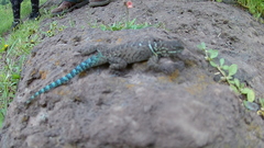 Sceloporus dugesii