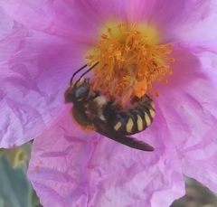 Rhodanthidium septemdentatum