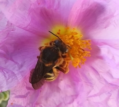 Rhodanthidium septemdentatum
