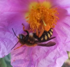 Rhodanthidium septemdentatum