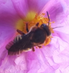 Rhodanthidium septemdentatum