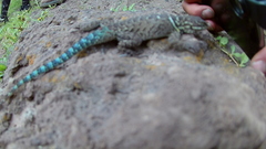 Sceloporus dugesii