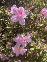 Rhododendron catawbiense