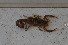 Centruroides elegans