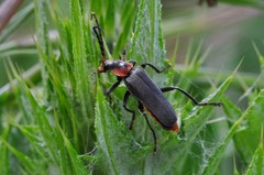 Cantharis reichei