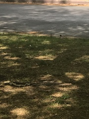 Turdus migratorius