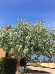 Acacia podalyriifolia