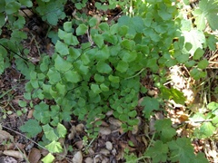 Adiantum jordanii